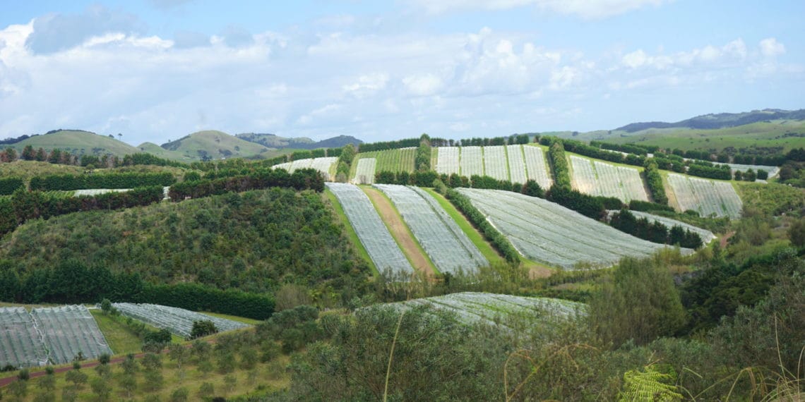 Hills of Waiheke Island
