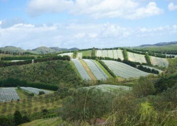 Hills of Waiheke Island