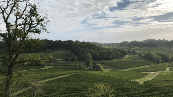 Gif of vineyards in Bordeaux